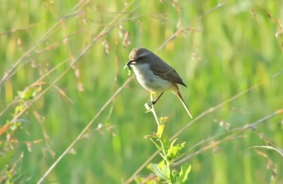 If you are a die-hard nature lover then prepare yourself to add Binsar in your bucket list. It is an ideal place for Bird watching and wildlife photography.