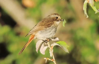 Binsar bird sanctuary - itâ€™s a good place to view lot of birds and view them hunting and finding foods.