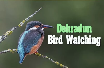 Bird Watching in Dehradun