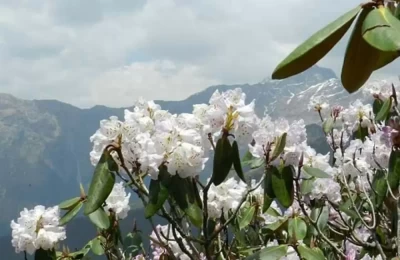 White Buransh Flower