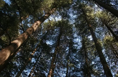 Deodar Forests in Chakrata