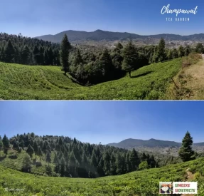 Tea Garden Champawat
