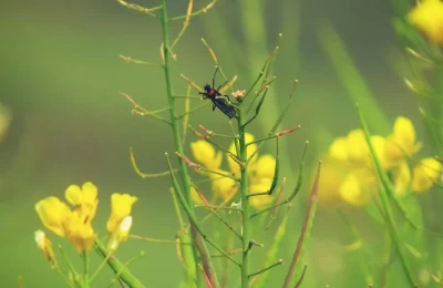 Mustard fields in Talladesh Tamli, Champawat