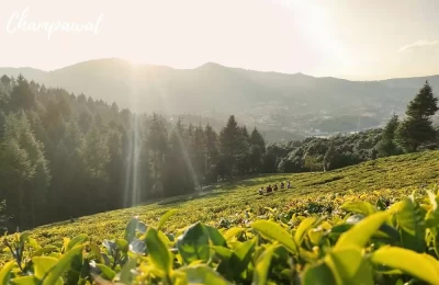 Tea Garden in Champawat
