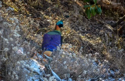 Himalayan Monal - at Chandrashila Trek, Chopta.