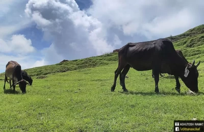 Cattle grazing in the meadows