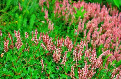 Chenap Valley Trek - Another Valley of Flowers