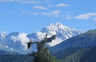 A bird sitting on the top of a tree and looking at the beautiful mountains of Chopta, Uttarakhand