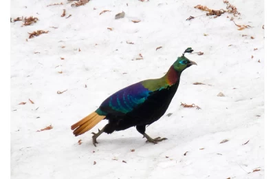 Himalayan Monal - The state bird of Uttarakhand. on the trek route of Chopta To Tungnath.