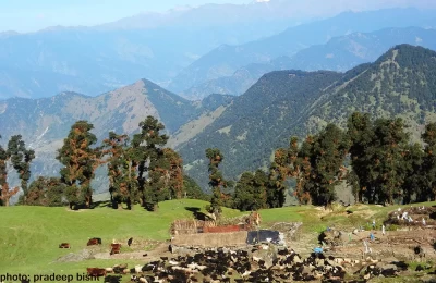 Cattle of local Pahari peoples are grazing in the meadows of Chopta.