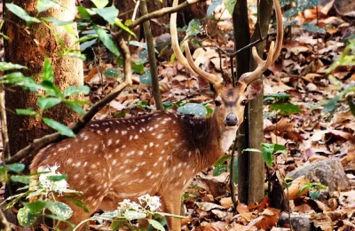 Beautiful Cheetal deer in the forest of Jim Corbett