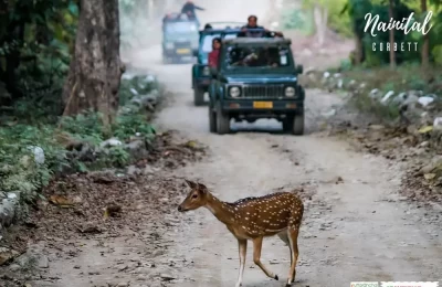 Safari ride in Corbett National Park