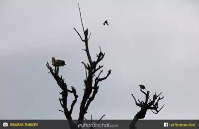 Birds at Corbett.