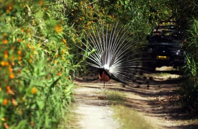 This peacock was in his element, showing off his beauty to the visitors.