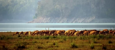 A herd of deers peacefully having their time under the sun at Jim Corbett National Park