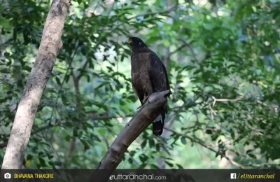 A variety of Kite at Corbett.