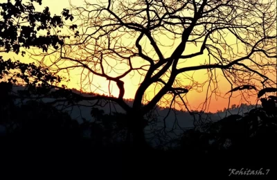 Evening view at Bijrani, Corbett National Park