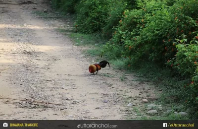 A variety of chicken with colourful feathers at Corbett.