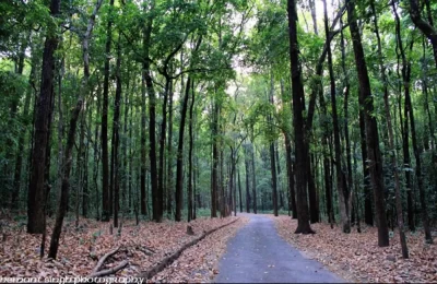 So many trees together creating a mesmerising view of Nature at Jim Corbett National Park.