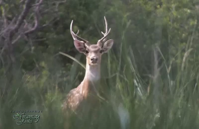The alert deer looking straight at the camera in Corbett National Park.