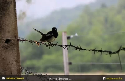 Little black bird at Corbett waiting for rain.