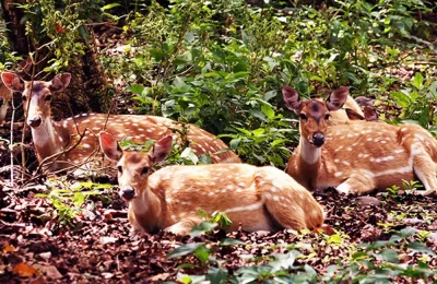 A heard of deer relaxing at Jim Corbett National PArk 