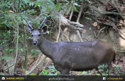 Young Sambar Male Deer with velvet Antler.
