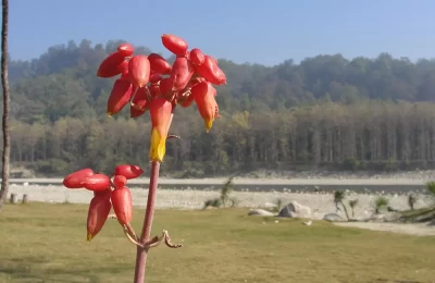 Flower on the bank of river near Jim Corbett National Park.