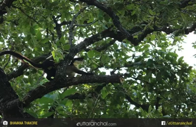 Rare species - black marten at Corbett.