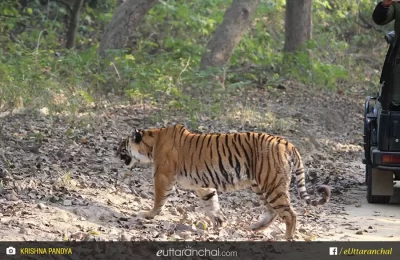 Corbett Tiger Reserve