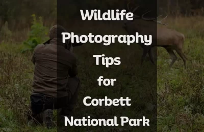 Wildlife Photography Tips for Corbett National Park