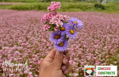 Flowers in Darma Valley