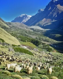 Hauldhar Bugyal in Darma Valley