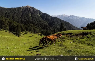 Wild horse in Dayara Bugyal