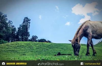Horse grazing in Dayara Bugal.