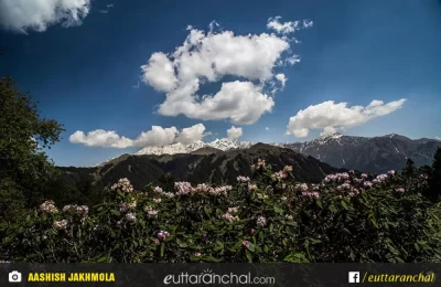 flora and fauna in Dayara Bugyal
