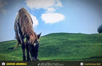 Horse grazing in Dayara Bugal.
