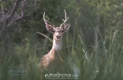 Deer Park, Almora