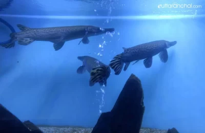 Aligator Fish at Aquatic World