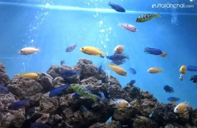 Sea Fishes in Aquatic World