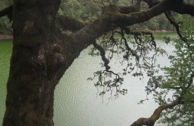 A cloudy sky and mild wind shakes this tree full of moss, against the background of gentle waves of Deoriatal.