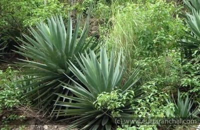 Rambans plants in Devprayag