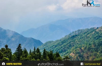 dense green forest as seen from Dhanaulti