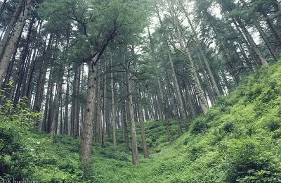 Dense green pine forest of Dhanaulti.