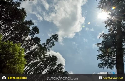 Trees on the way to Dhanaulti