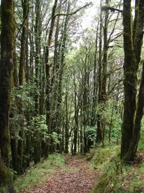 Saklana Forest Range near Dhanaulti, Tehri Garhwal Uttarakhand.
