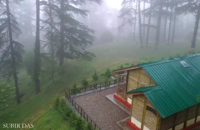 Fog in Pine Jungle of Dhanulti.
