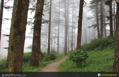 Deodar Trees in Dhanaulti Eco Park
