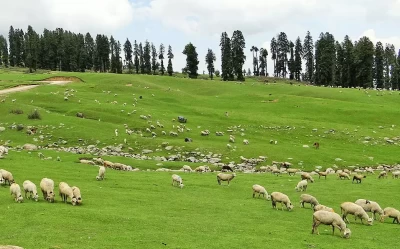 Sheep Grazing in Meadows of Doodhpathri