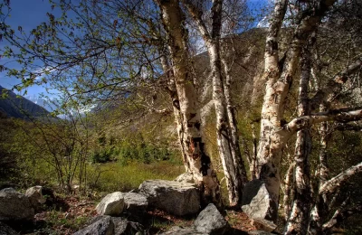 Bhojpatra trees looking past Bhagirathi peaks.The paper-like bark of the Bhojpatra tree was used in ancient times for writing Sanskrit scriptures and texts.